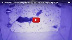 In Mouse Model Of Rett Syndrome Research Reveals How Adult Learning Is Impaired Jaivikshastram Education Research Foundation