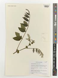 Image result for Senna petersiana