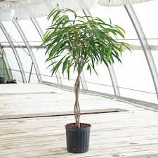 Image result for F kus Ficus