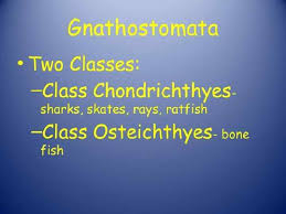 Extant chondrichthyes range in size from the 10 cm (3.9 in) finless sleeper ray to the 10 m (32 ft) whale shark. Superclass Gnathostomata Gnathostomes Jawed Fishes Gnathostomes Or