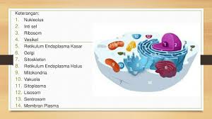 We did not find results for: Organel Sel Hewan Dan Fungsinya Ppt Download