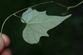 Image result for Ipomoea simonsiana