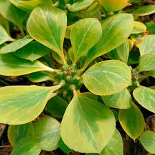 Image result for Monadenium friesii