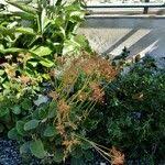 Image result for Kalanchoe velutina