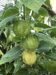Image result for Physalis peruviana