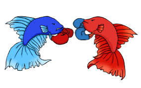 Betta fish, also known as siamese fighting fish, are some of the most colorful and elegant species of freshwater fish. Betta Fish Fighting Niche Pets