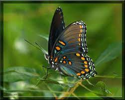 Red Spotted Purple Limenitis Arthemis Small White Flowers Purple Spotted