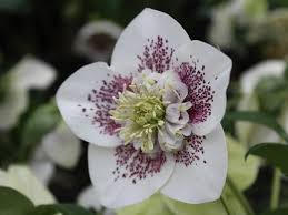 Helleborus X Hybridus Ashwood Garden Hybrids Anemone White Spotted