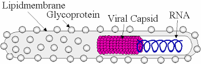 Maybe you would like to learn more about one of these? Structure Of Ebola Virus