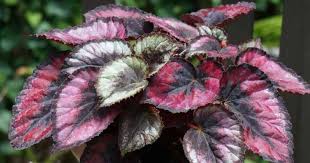 Painted Leaf Begonia Care Tips For Growing Rex Begonia Shade Plants Begonia Shade Annuals