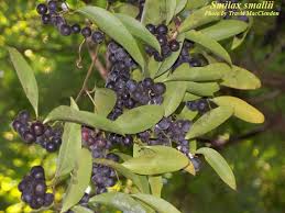 Image result for Smilacaceae