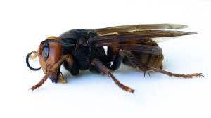 Hold a and walk forward. Murder Hornet Or Cicada Killer Here S What To Look For To Stay Safe
