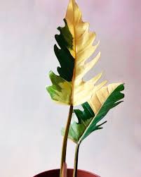 Philodendron Caramel Marble Plants Variegated Plants Unusual Plants