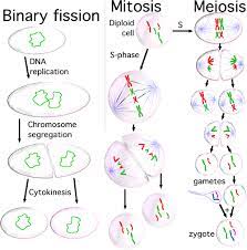 Maybe you would like to learn more about one of these? Cell Division In Animals Mitosis Cytokinesis And The Cell Cycle Writework