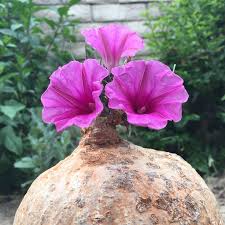 Image result for Ipomoea welwitschii