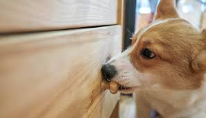 How you do stop your dog's relentless crusade to turn every bed you think they'll love into a chew toy? 15 Ways To Prevent Dogs From Chewing Furniture And Your Belongings