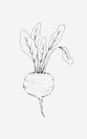 Fineline Art Natural Form Art Vegetable Drawing Line Art Drawings
