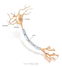 Image result for Neuron