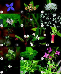 Image result for Agathisanthemum globosum