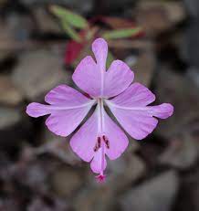 Clarkia Godetia A To Z Flowers