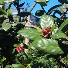 Image result for Pomaria burchellii