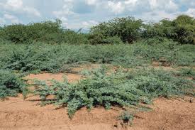 Image result for Prosopis juliflora