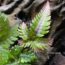 Image result for Pteris atrovirens