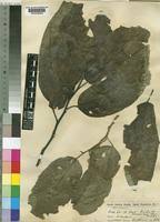 Image result for Strombosia scheffleri