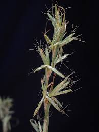 Image result for Cymbopogon caesius