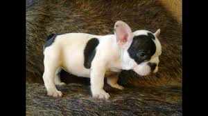 French bulldogs of florida are french bulldog breeders offering standard and exotic frenchies puppies for sale in central and south florida. French Bulldog Puppies For Sale In Ormond Beach Fl French Bulldog Puppies For Sale In Palm Coast Fl Youtube