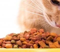 Cat Diet Nutrition Petplace Cat Nutrition Cat Diet Food Animals