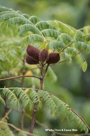 Image result for Guilandina bonduc