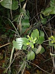 Serbia Wild What Kind Of Plant Is This Plants Parts Of A Plant All Plants