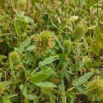 Image result for Trifolium squarrosum