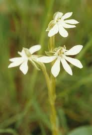 Image result for Habenaria macrura