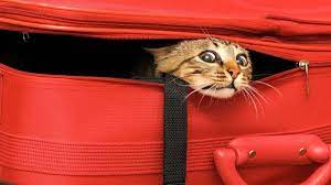 5 Tips For Traveling With Cats 3 You Need To Know