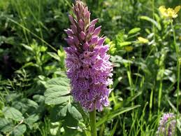 Image result for Brachythrix