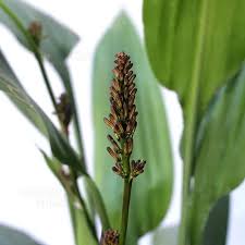 Image result for Dracaena aubryana