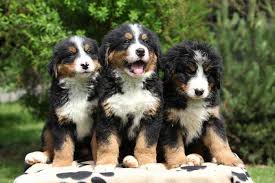 Pet photos gallery > dog > bernese mountain dog poodle mix puppies. Bernese Mountain Dog Info Temperament Puppies Training Pictures