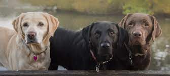 Images of rase caini talie mica. Rasele De Caini De Talie Medie Alegerea ExcelentÄƒ Pentru Familie Life Ro