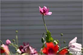 花博 虞美人 冰島罌粟 美代子趴趴照 隨意窩xuite日誌 plants flowers dandelion