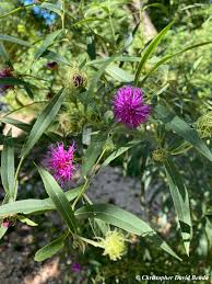 Image result for Vernonia smithiana