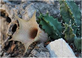 Image result for Huernia longituba