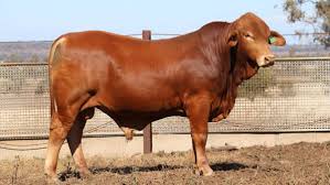Simak berikut cara untuk top up higgs domino dengan mudah. Bos Indicus Sale Tops 11 500 Twice Farm Weekly Western Australia