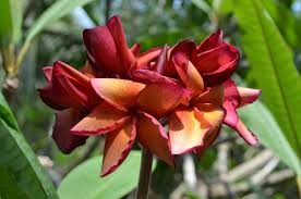 Check spelling or type a new query. Here Are The New Kukiat Plumerias Brad S Buds And Blooms Facebook