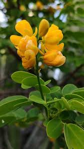 Image result for Senna bicapsularis