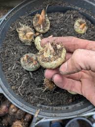 Image result for Oenanthe mildbraedii