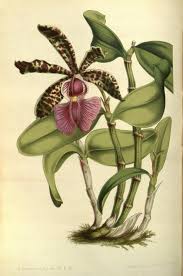 Image result for Monodora grandidieri