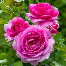 Rose perfection is a popular perfume by robert piguet for women and was released in 2013. Best Roses For Lexington Sc