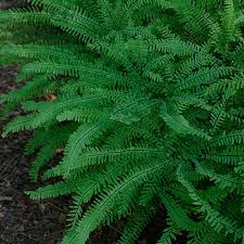 Image result for Adiantum patens